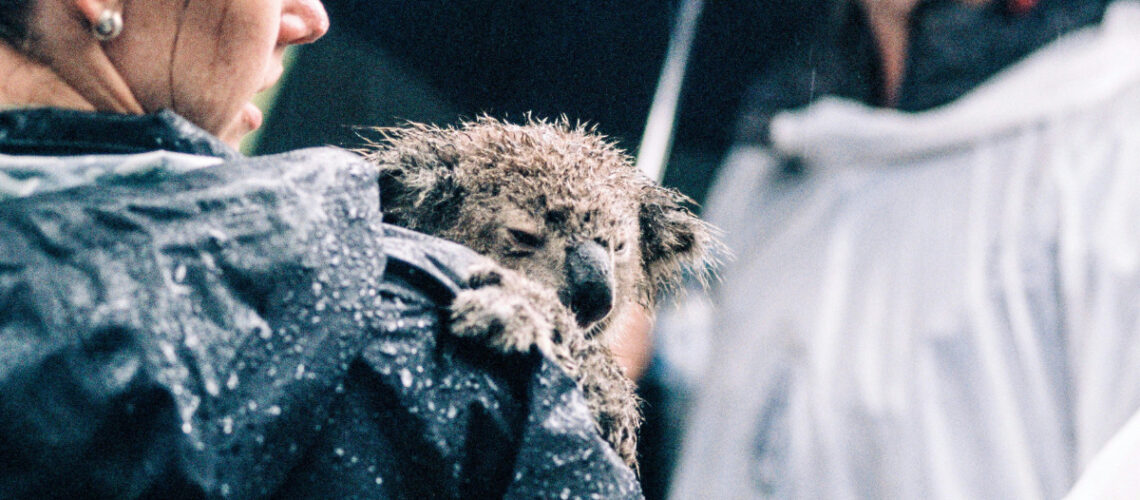 baby bear held by a woman