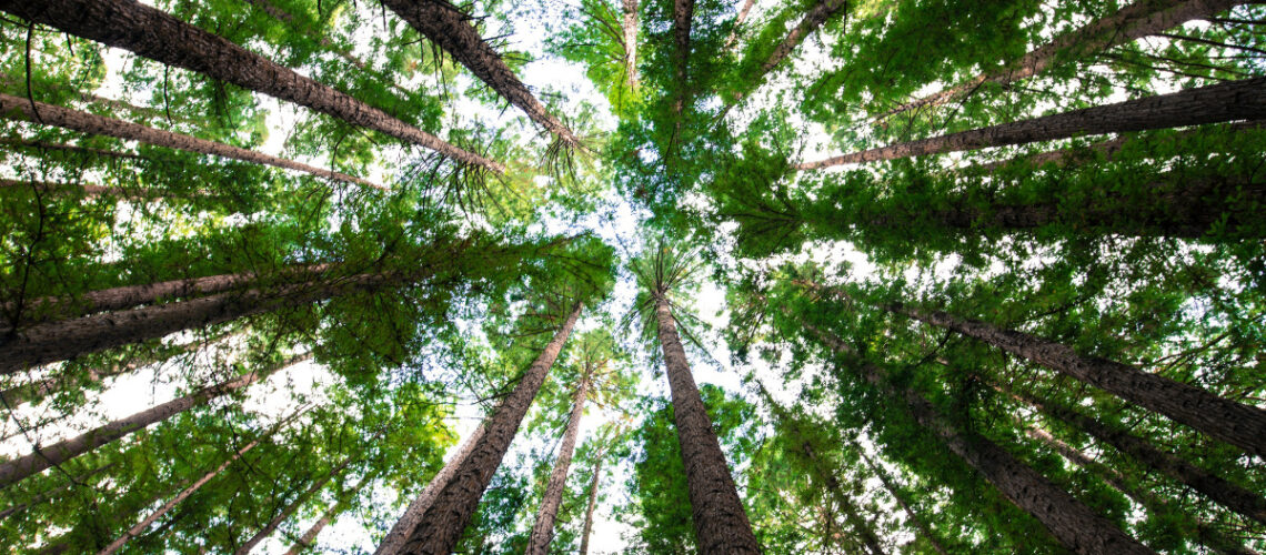 Saskatoon tree line