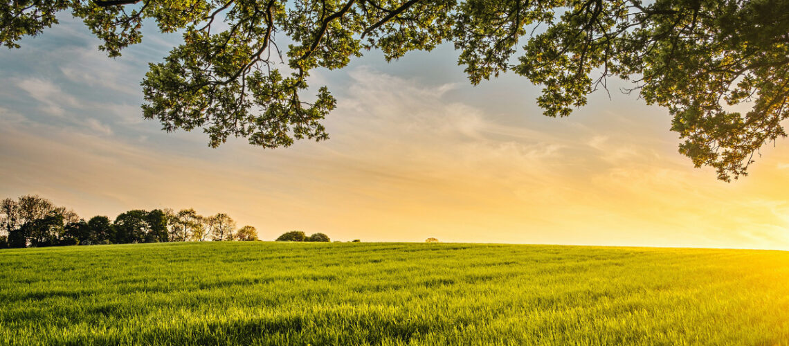 sun setting over a farmers field