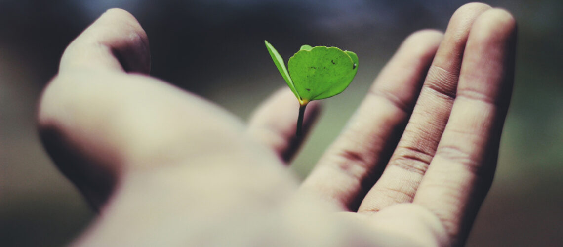 a hand holding a sprouting plant