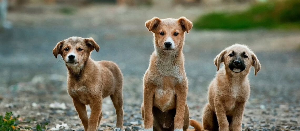 3 dogs sitting on the street