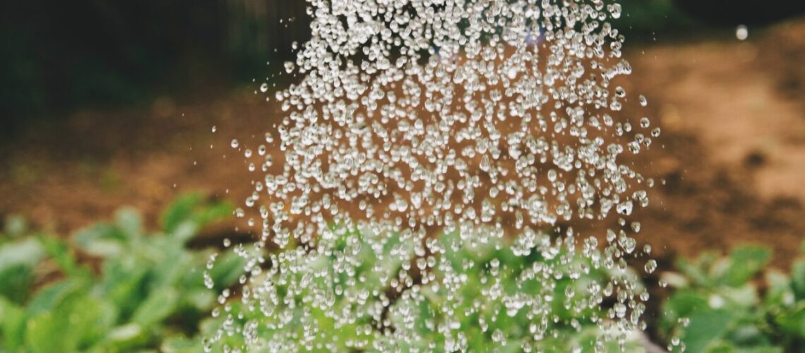 Watering plants