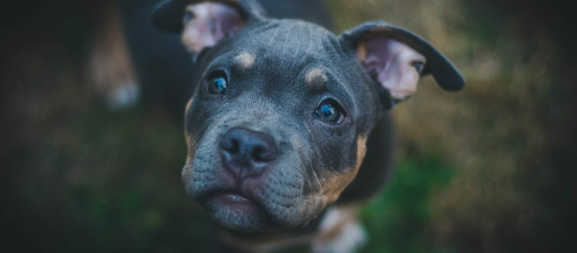 black dog looking up
